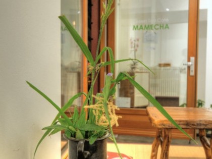 照片:  Mamecha